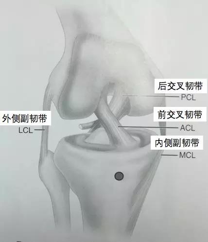 【有聲影像園地】磁共振掃描在關節運動損傷診斷中的應用