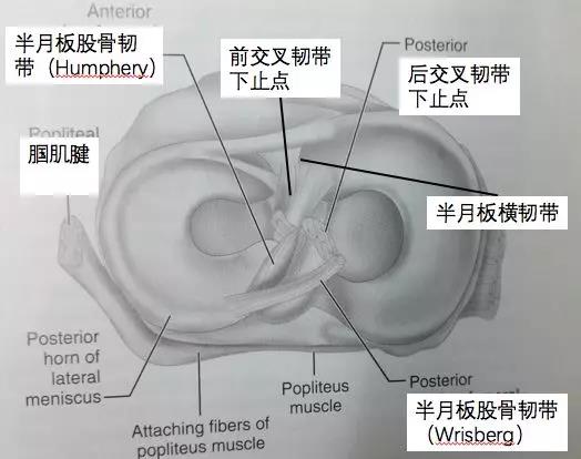 【有聲影像園地】磁共振掃描在關節運動損傷診斷中的應用